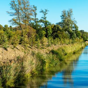 Région Sud-Ouest : replanter le canal du Midi, ouvrage d’art universel au cœur d’un écosystème unique.